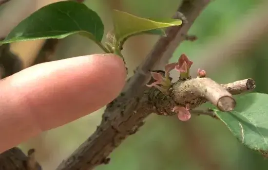 盆景养护管理 | 三角梅不开花 修剪控水也不管用 或是这个原因所致