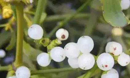 鲜花的真正含义！如何为不同场合选择合适的鲜花