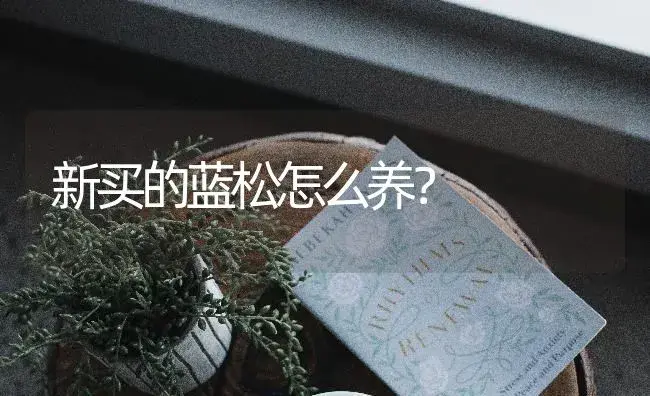 新买的蓝松怎么养？ | 多肉养殖