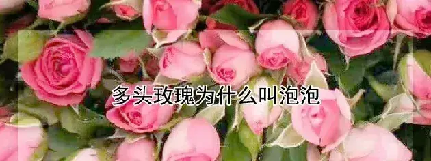 多头玫瑰为什么叫泡泡