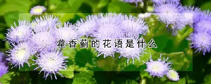 藿香蓟的花语是什么