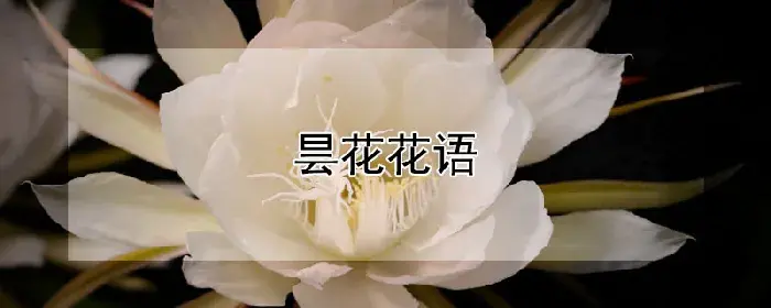 昙花花语