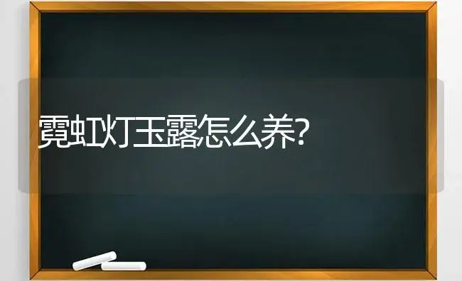 霓虹灯玉露怎么养？ | 多肉养殖