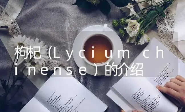 枸杞（Lycium chinense）的介绍 | 特种种植