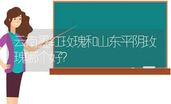 云南墨红玫瑰和山东平阴玫瑰哪个好？ | 绿植常识