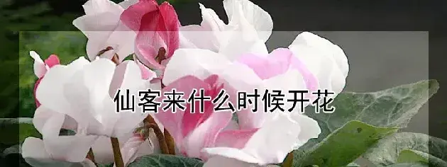 仙客来什么时候开花