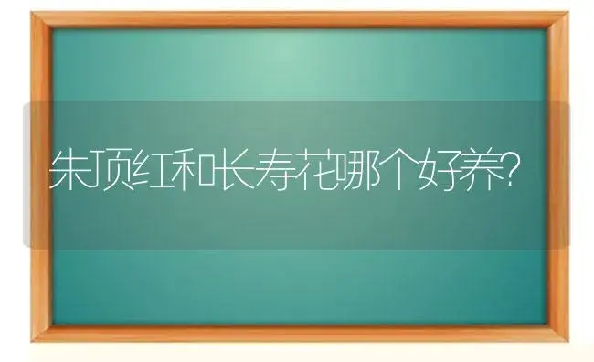 朱顶红和长寿花哪个好养？ | 多肉养殖