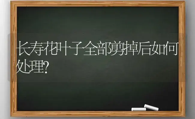 长寿花叶子全部剪掉后如何处理？ | 多肉养殖