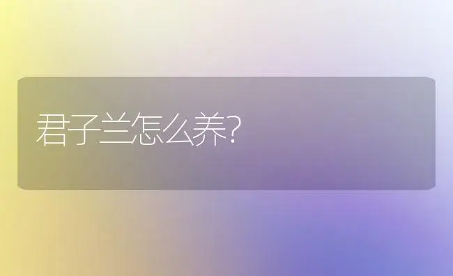 君子兰怎么养？ | 绿植常识