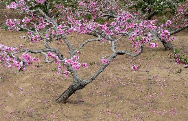 桃树疏花疏果技术