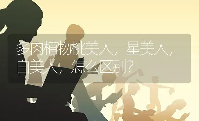 多肉植物桃美人,星美人,白美人,怎么区别？ | 多肉养殖