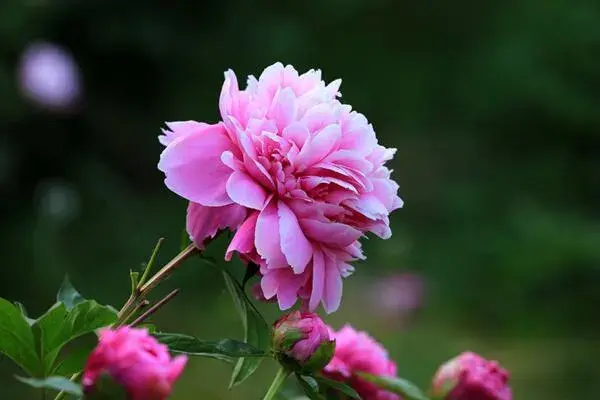 芍药花语是什么，象征友情以及依依不舍的爱恋_花语大全