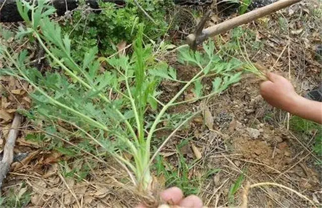 防风抽苔的起因及防治和治疗办法