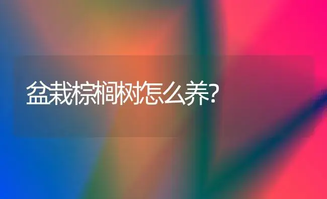 盆栽棕榈树怎么养？ | 家庭养花