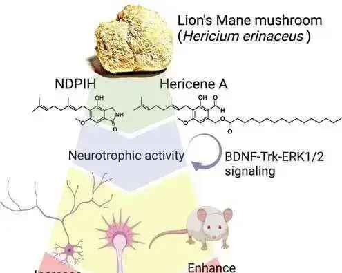 这种菌菇中的化合物被发现可通过促进神经生长 提高记忆力