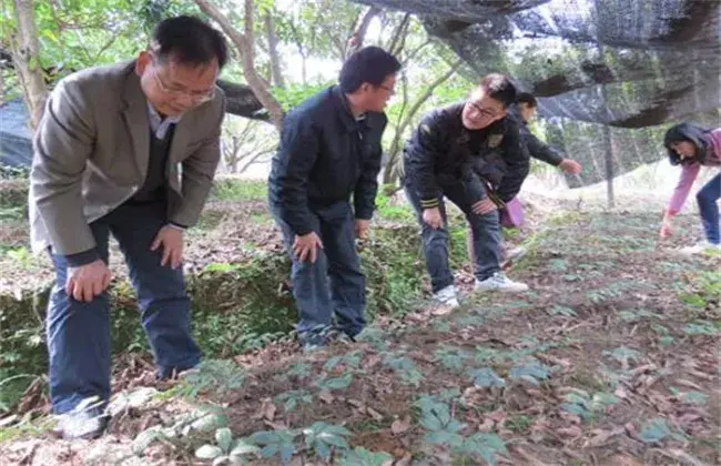 巴戟天的繁育办法