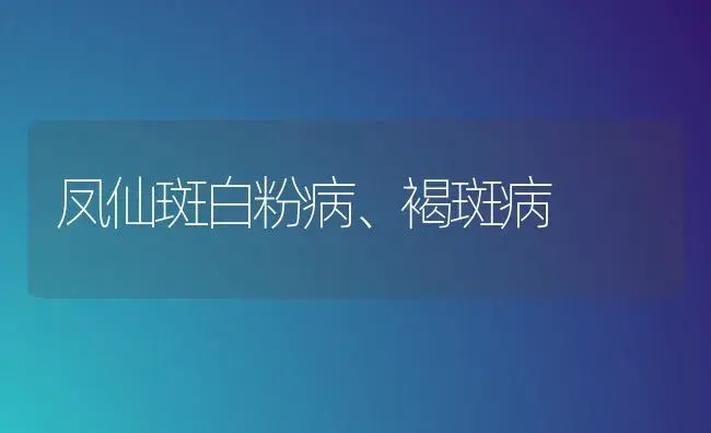 凤仙斑白粉病、褐斑病 | 家庭养花