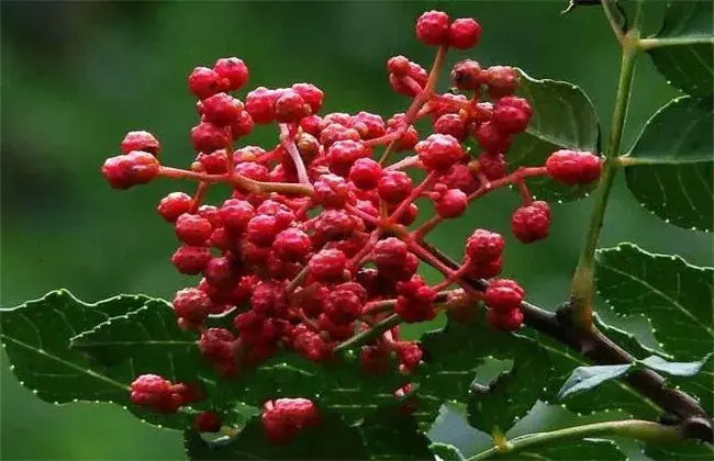 花椒怎么种好