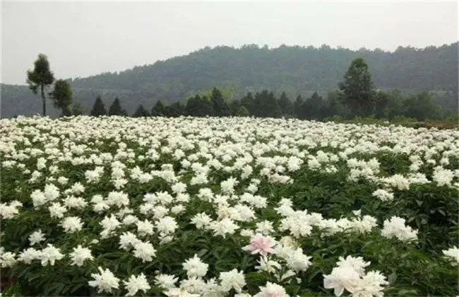 白芍的栽培前景