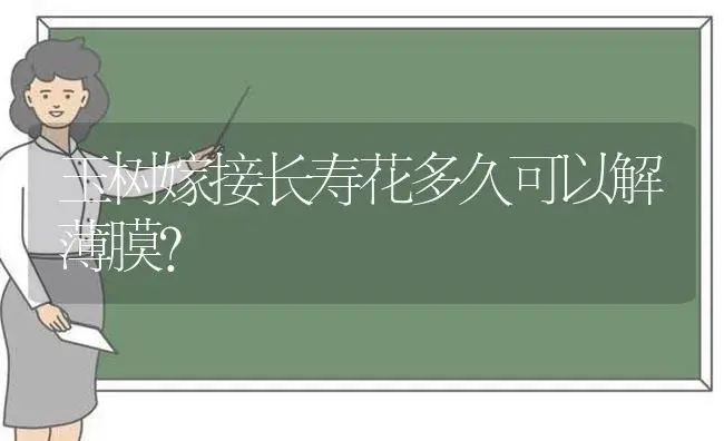 玉树嫁接长寿花多久可以解薄膜？ | 多肉养殖