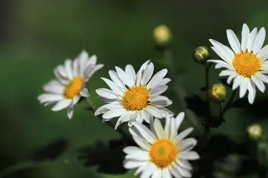 小白菊的花语和寓意