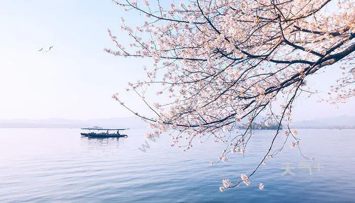 樱花花语 樱花花语是什么