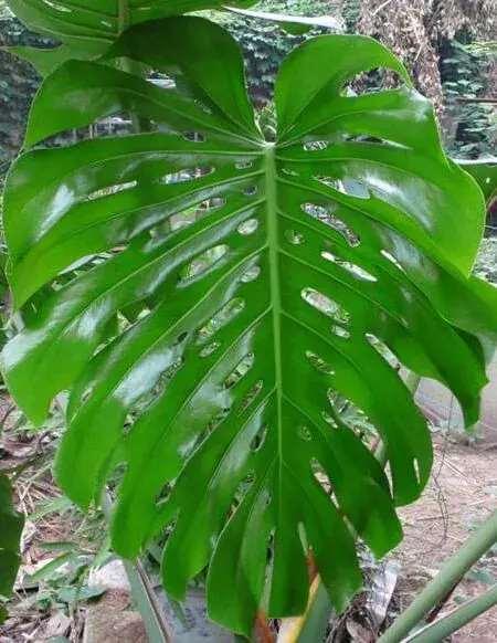 龟背竹的花语是什么