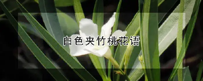 白色夹竹桃花语