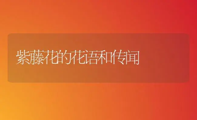 紫藤花的花语和传闻 | 家庭养花