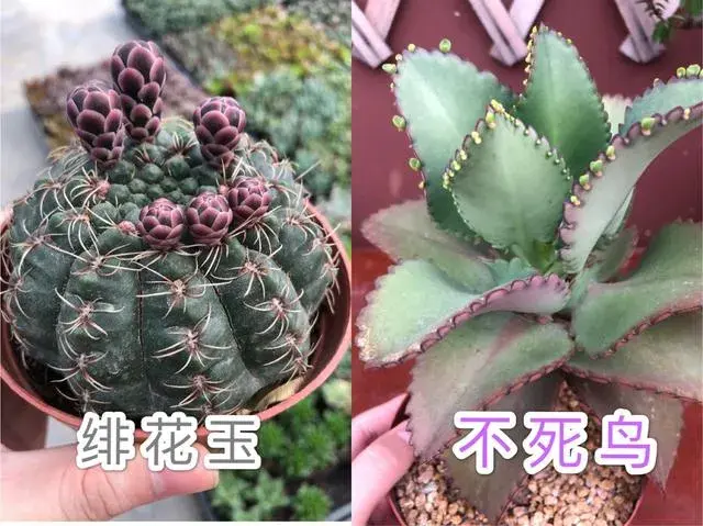 怎么都养不死的10种多肉植物有哪些？