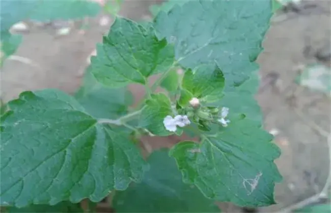 荆芥常见病害的防治和治疗办法