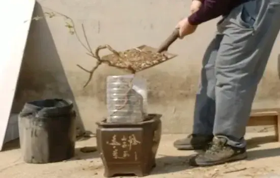 盆景制作 | 枸杞提根做附石盆景 这样生桩生根成活快