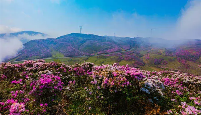 杜鹃花语 杜鹃花的花语有哪些