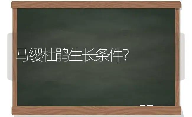 马缨杜鹃生长条件？ | 绿植常识