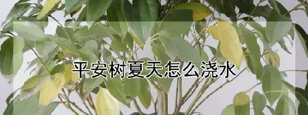 平安树夏天怎么浇水