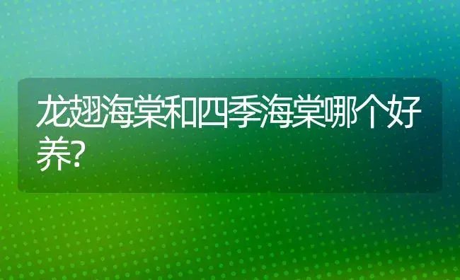 龙翅海棠和四季海棠哪个好养？ | 绿植常识