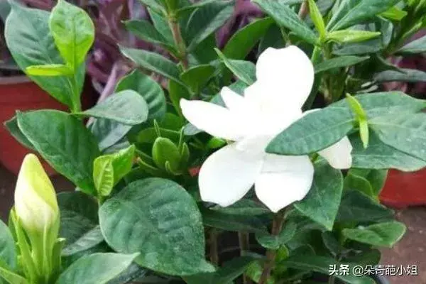 这样养好盆栽栀子花？