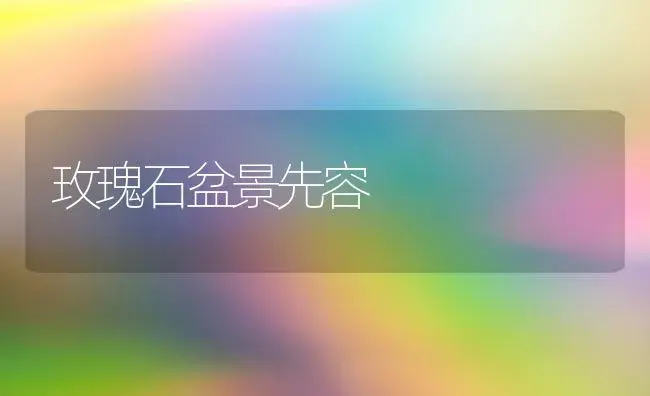 玫瑰石盆景先容 | 家庭养花