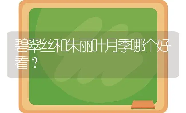 碧翠丝和朱丽叶月季哪个好看？ | 绿植常识