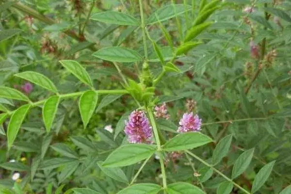 北方适合种植什么药材，适应能力强且生长快速