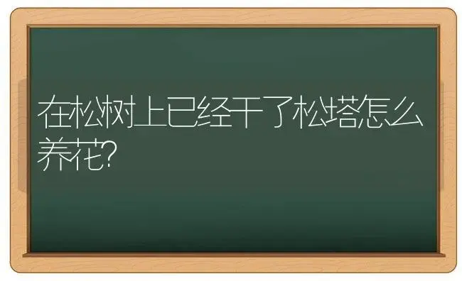 在松树上已经干了松塔怎么养花？ | 多肉养殖