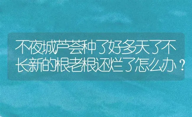 不夜城芦荟种了好多天了不长新的根老根还烂了怎么办？ | 多肉养殖