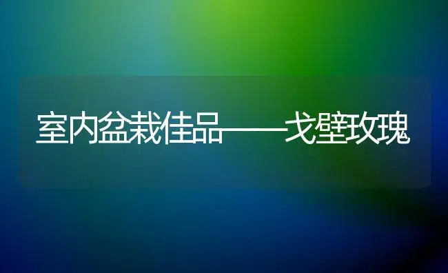 室内盆栽佳品――戈壁玫瑰 | 家庭养花