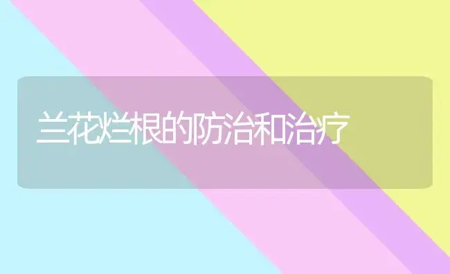 兰花烂根的防治和治疗 | 家庭养花