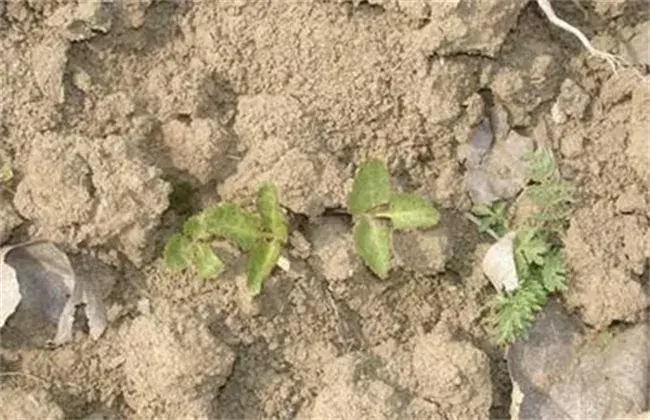 白芷栽培技术