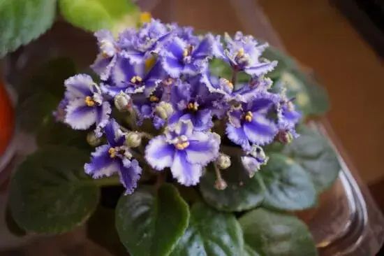 非洲堇品种介绍，不同花色非洲堇花语大全/永恒的爱