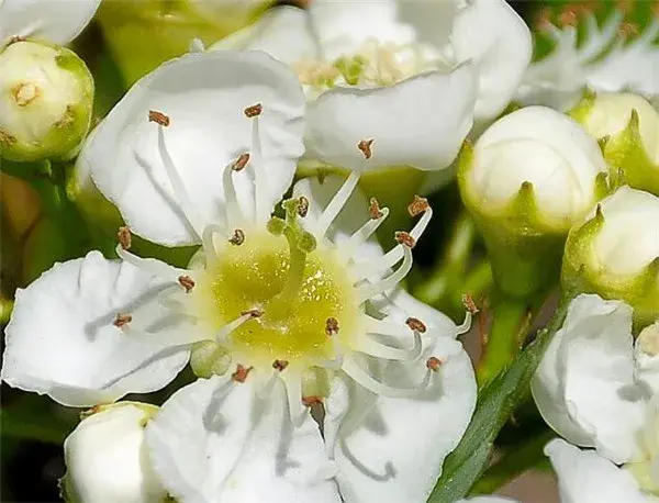 山楂花是什么颜色 山楂花的花期和花语