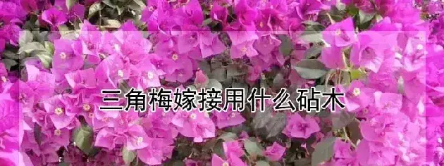 三角梅嫁接用什么砧木