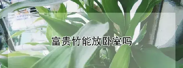 富贵竹能放卧室吗