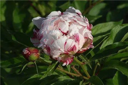 芍药花花语，有什么象征意义和传说